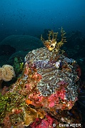 Lobophyllia sp Ambiance-Tomia table coral-18m-20180525-Denis-ADER-DSC_0613_tn